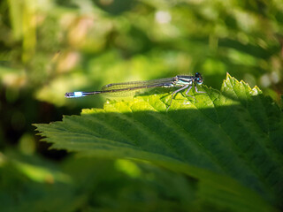 Damselfly dragonfly on leaf