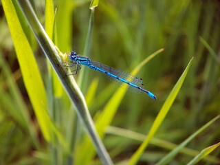 Damselfly dragonfly on leaf