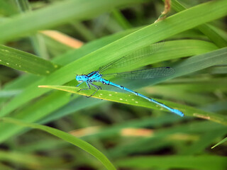 Damselfly dragonfly on leaf