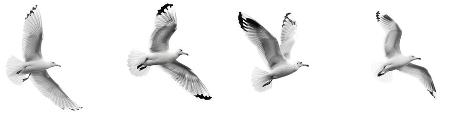 Obraz premium Set of A white seagull captured in monochrome flying in front on a transparent background