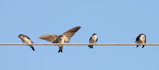 House martin on wire, Delichon urbicum, birds of Montenegro	