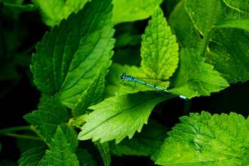 mint leaves in the garden blue dragonfly on a leaf dragonfly on a green leaf dragonfly on a leaf