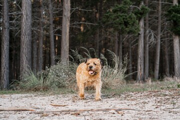 Naklejka premium Cute border terrier in the forest with trees in the background.