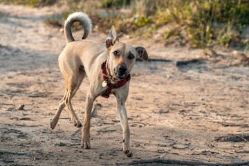 Playful dog with a red collar standing on a dirt path in a sunny outdoor setting