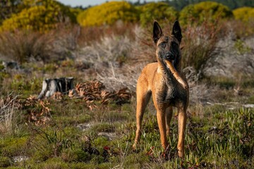 Belgian Malinois dog standing in a grassy field holding a stick in its mouth