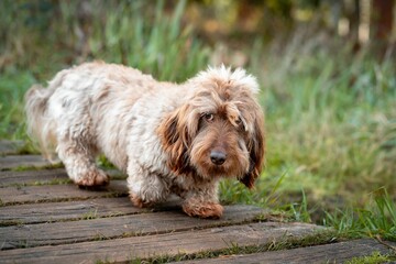 Cute long haired Dachshund standing on a wooden path in a grassy area outdoors
