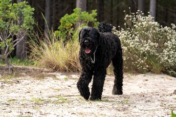 Black curly-haired Russian terrier walking on a sandy path in a forest with greenery around