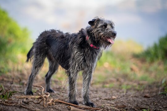 Irish wolfhound smiling in the park on a dirt path with greenery in the background