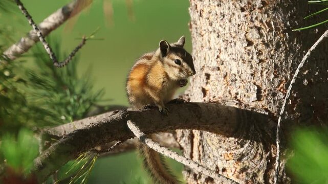 A least chipmunk (Neotamias minimus) on the branch of a small lodgepole pine watching its surroundings and eating something in its cheeks.