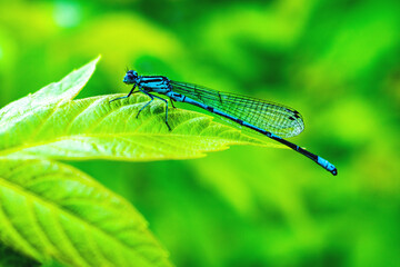 dragonfly on a leaf blue dragonfly on a leaf dragonfly on a green leaf dragonfly on a leaf