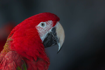 red and yellow macaw