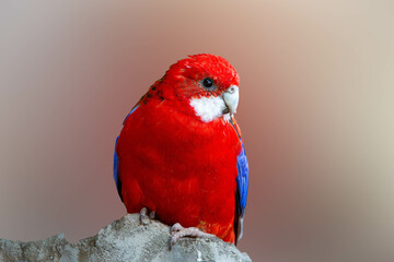 Beautiful Crimson Rosella parrot
