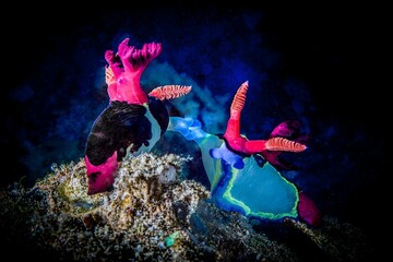 Vibrant nudibranchs underwater mating against a dark ocean background