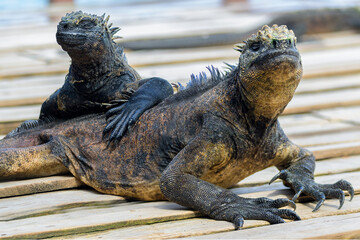 Iguana Marina - Concha de perla - Isla Isabela - Islas Galápagos - Ecuador