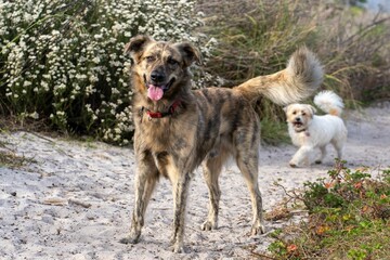 Corsican Dog in the park on a sandy path with blooming white flowers in the background