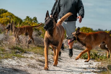 Group of Belgian Malinois dogs walking on a trail with their owner on a sunny day