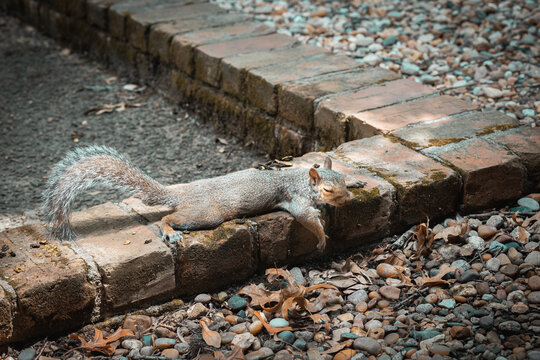 hot squirrel with its eyes closed resting on cool bricks 
