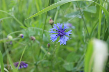 Wildflower Beauty. Macro Shot of Purple Cornflower in Natures Garden.