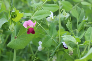 Fresh Organic Pea Plant Blooming in Summer Garden. Gardening Botany.