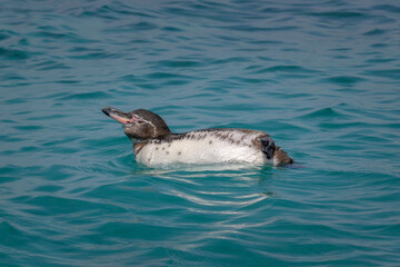 Fototapeta premium Pingüino de las galápagos nadando - Isla Isabela - Islas Galápagos - Ecuador