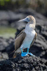 Piquero de patas azules - Pájaro bobo de patas azules - Sula nebouxii - Islas Galápagos - Ecuador