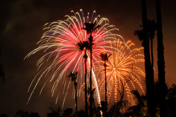 Fireworks Through The Palm Trees