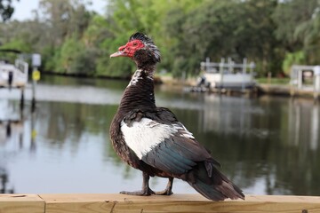 Muscovy Duck Standing with Water in Background