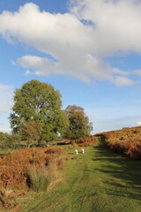 Brecon Beacons of the UK in the Autumn.