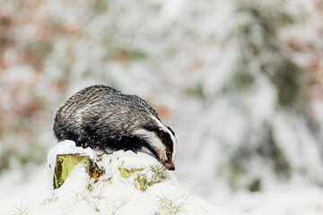 European badger (Meles meles) looking for food on a stump in a forest with snow © michal