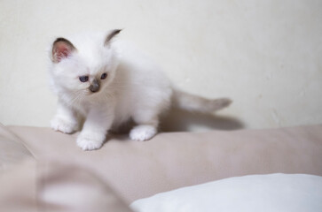 Portr&auml;t eines Heiliges Birma K&auml;tzchen