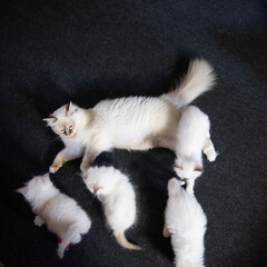 Heilige Birma Katze mit ihren Katzenbabies