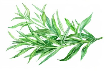 Fototapeta premium A delicate watercolor illustration of tarragon, showing its slender leaves and light green color, isolate on white background with copy space