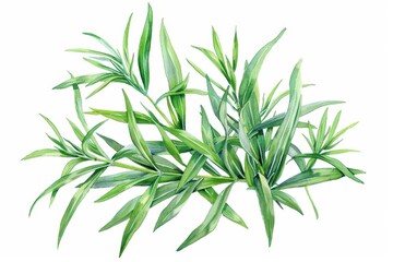 Fototapeta premium A delicate watercolor illustration of tarragon, showing its slender leaves and light green color, isolate on white background with copy space