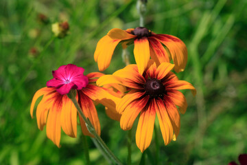 Colorful plants in summer garden