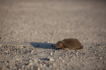 Ein Igel läuft über die Strasse