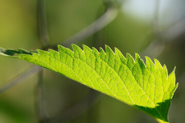 Colorful plants in summer garden