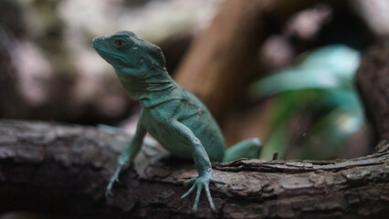 Lizard close up in zoo. Beautiful green lizard lying on the tree branch.