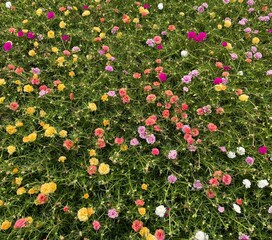 Fototapeta premium flower in the garden - Mose Rose