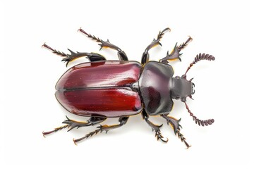 A stag beetle depicted in striking watercolor detail, set against a backdrop of forest floor, isolate on white background with copy space