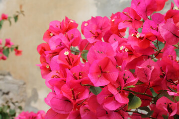 Bougainvillea flowers on wall background close-up.