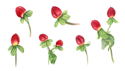 St Johns wort herb. Hypericum plant with red berries. Set of medical plants. Berry and green leaves. Watercolor illustration. Popular greenery for winter bouquets, wedding decor, floral design