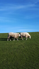Two fluffy sheep stroll through a lush green pasture on a sunny day. Creating a peaceful rural scene. The white sheep stand out against the vibrant grass. Adding serenity to the countryside landscape