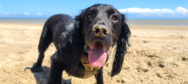 A cute black working cocker spaniel on the beach in the bright sunshine with his nose covered in sand, loving life and posing for a dog portrait. 