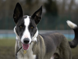 Portrait of a cute and happy mixed breed black and white rescue dog with big ears