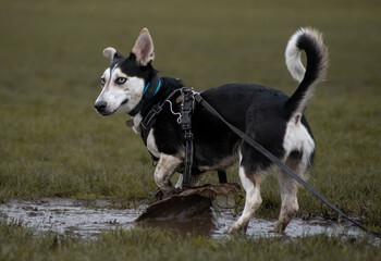 A unique and weir looking cute husky and corgi mix with expressive bright blue eyes playing in a mud puddle enjoying life in a green park during her dog walk