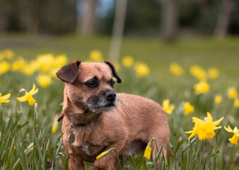 Handsome Border Terrier Puppy dog posing for a dog portrait on a field of yellow flowers in a beautiful green park 