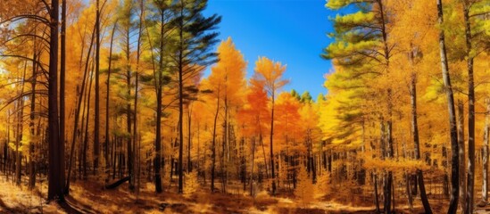 Autumnal Forest with Golden and Red Hues