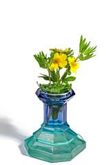 Blühendes Fingerkraut, Potentilla recta, in einer Blumenvase