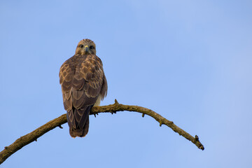 hawk perching on a tree branch on the blue sky background