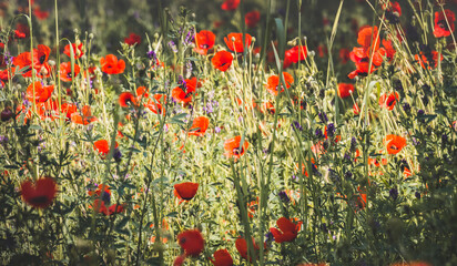 Fototapeta premium Bright red poppy flower in poppy field in macro with blurred background in Tien Shan mountains in Pamir for background landscape minimalism